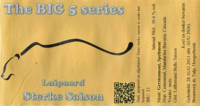 Amateurs, The Big 5 Series Luipaard Sterke Saison