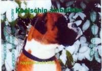 Bierbrouwerij 't Koelschip, Amberbier Hazenburcht Bier