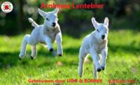 Amateurs, Arnhems Lentebier